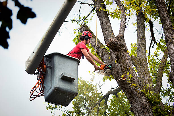 Trusted Gilroy, CA Tree Services Experts